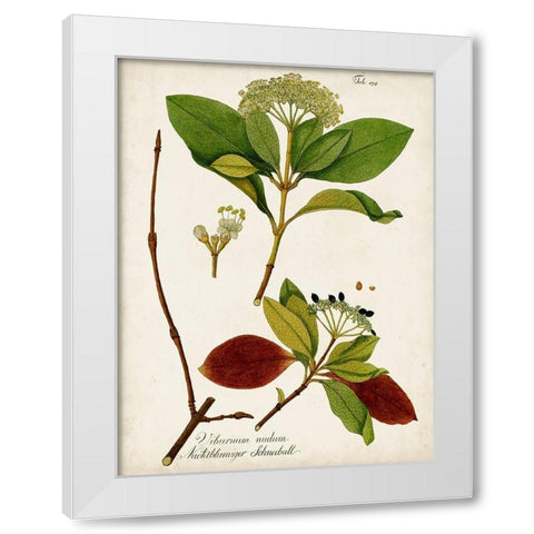 Antique Greenery II White Modern Wood Framed Art Print by Unknown