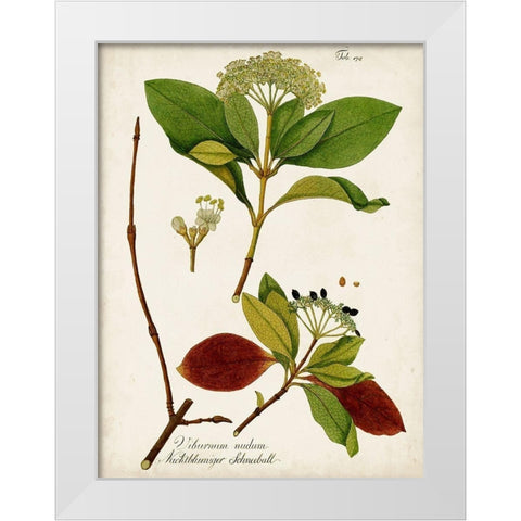 Antique Greenery II White Modern Wood Framed Art Print by Unknown