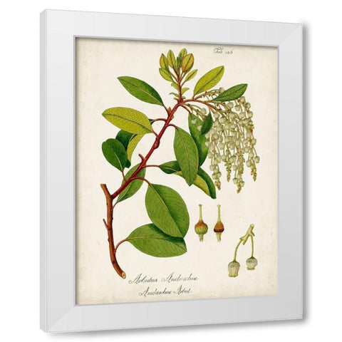 Antique Greenery III White Modern Wood Framed Art Print by Unknown