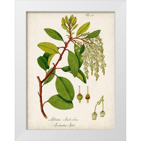 Antique Greenery III White Modern Wood Framed Art Print by Unknown