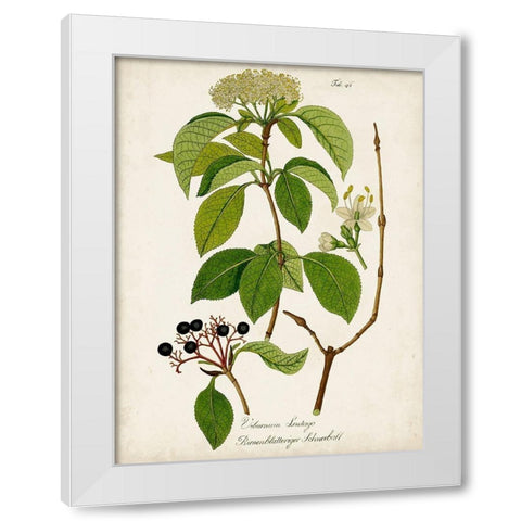Antique Greenery IV White Modern Wood Framed Art Print by Unknown