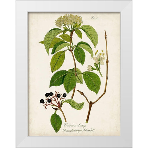 Antique Greenery IV White Modern Wood Framed Art Print by Unknown