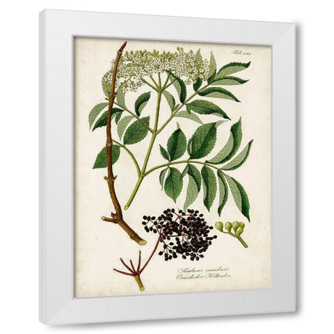 Antique Greenery V White Modern Wood Framed Art Print by Unknown