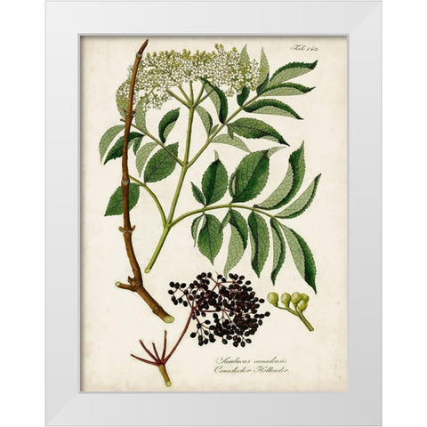 Antique Greenery V White Modern Wood Framed Art Print by Unknown