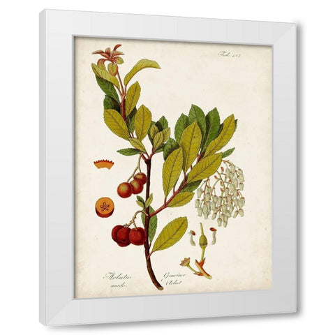 Antique Greenery VI White Modern Wood Framed Art Print by Unknown