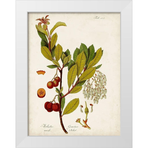 Antique Greenery VI White Modern Wood Framed Art Print by Unknown