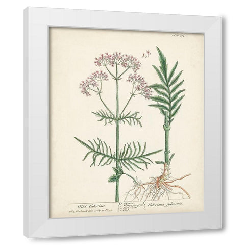 Antique Herbs I White Modern Wood Framed Art Print by Unknown