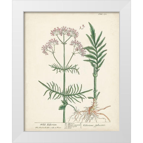 Antique Herbs I White Modern Wood Framed Art Print by Unknown