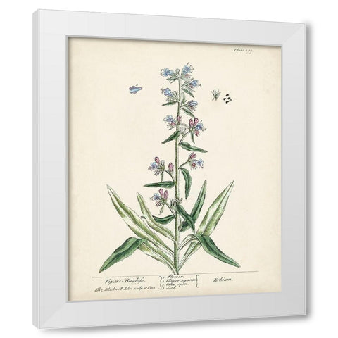 Antique Herbs II White Modern Wood Framed Art Print by Unknown