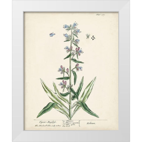 Antique Herbs II White Modern Wood Framed Art Print by Unknown