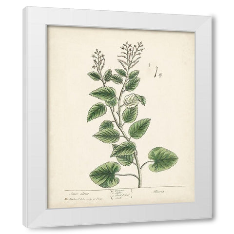 Antique Herbs III White Modern Wood Framed Art Print by Unknown