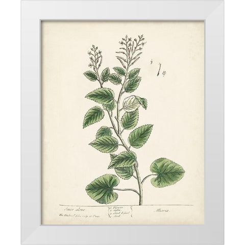 Antique Herbs III White Modern Wood Framed Art Print by Unknown