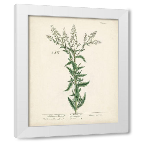 Antique Herbs IV White Modern Wood Framed Art Print by Unknown