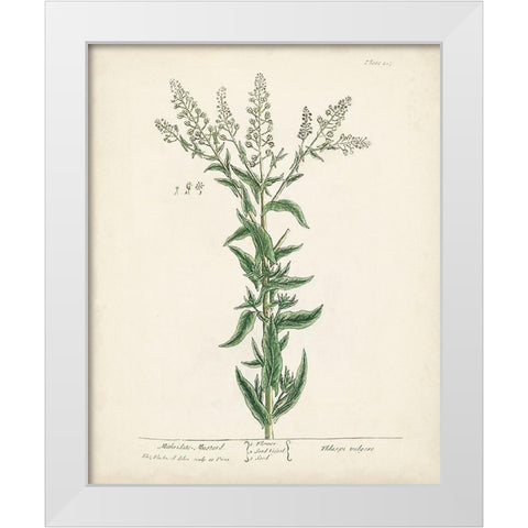 Antique Herbs IV White Modern Wood Framed Art Print by Unknown