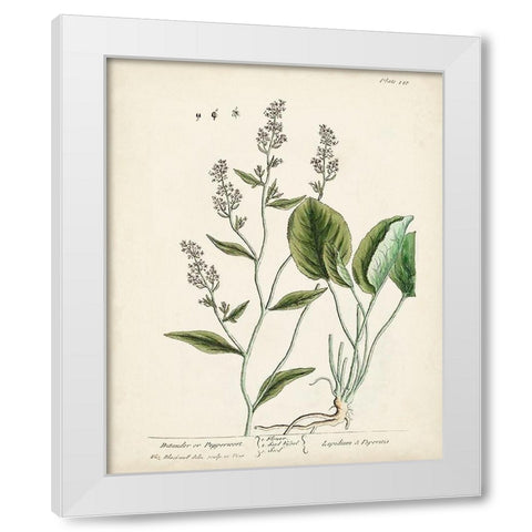 Antique Herbs V White Modern Wood Framed Art Print by Unknown