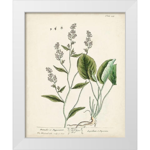 Antique Herbs V White Modern Wood Framed Art Print by Unknown