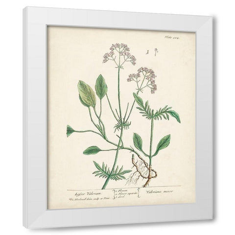 Antique Herbs VI White Modern Wood Framed Art Print by Unknown