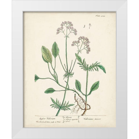 Antique Herbs VI White Modern Wood Framed Art Print by Unknown
