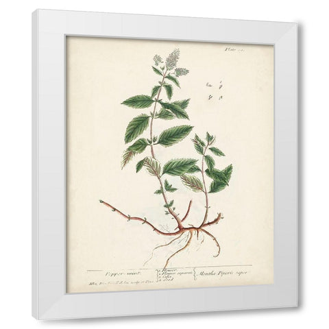 Antique Herbs VII White Modern Wood Framed Art Print by Unknown