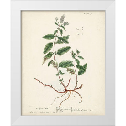 Antique Herbs VII White Modern Wood Framed Art Print by Unknown