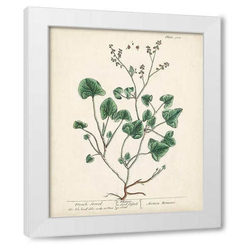 Antique Herbs VIII White Modern Wood Framed Art Print by Unknown