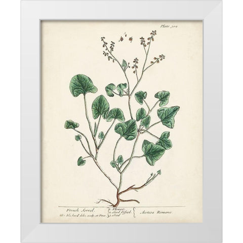 Antique Herbs VIII White Modern Wood Framed Art Print by Unknown