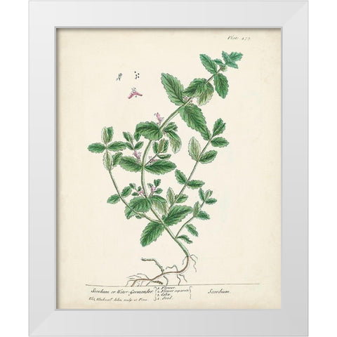 Antique Herbs IX White Modern Wood Framed Art Print by Unknown