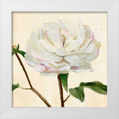 Peony in Bloom I White Modern Wood Framed Art Print by Warren, Annie