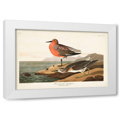 Pl. 315 Red-breasted Sandpiper White Modern Wood Framed Art Print by Audubon, John James