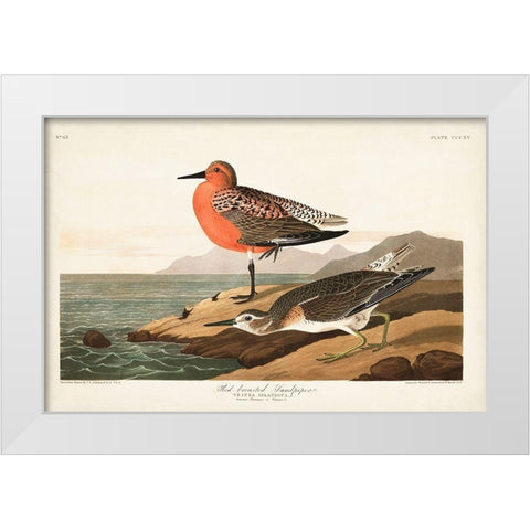 Pl. 315 Red-breasted Sandpiper White Modern Wood Framed Art Print by Audubon, John James