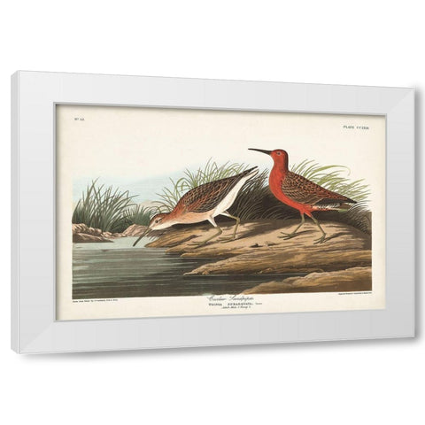 Pl. 263 Curlew Sandpiper White Modern Wood Framed Art Print by Audubon, John James