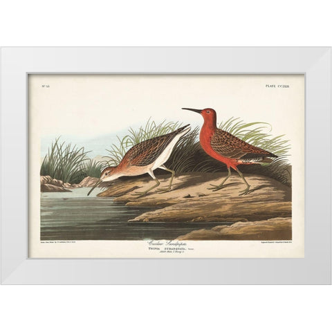 Pl. 263 Curlew Sandpiper White Modern Wood Framed Art Print by Audubon, John James