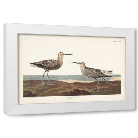 Pl. 344 Long-legged Sandpiper White Modern Wood Framed Art Print by Audubon, John James