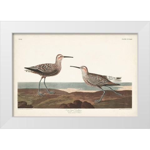 Pl. 344 Long-legged Sandpiper White Modern Wood Framed Art Print by Audubon, John James