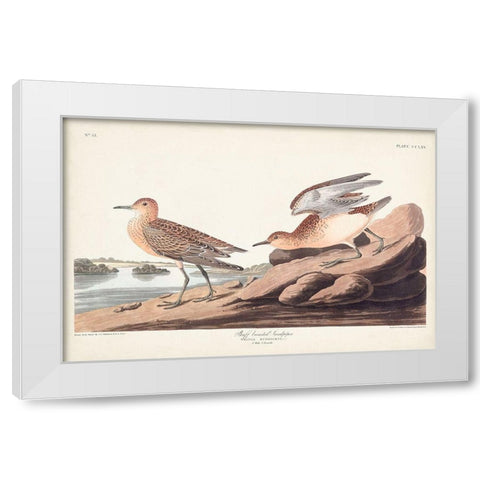 Pl. 265 Buff-breasted Sandpiper White Modern Wood Framed Art Print by Audubon, John James