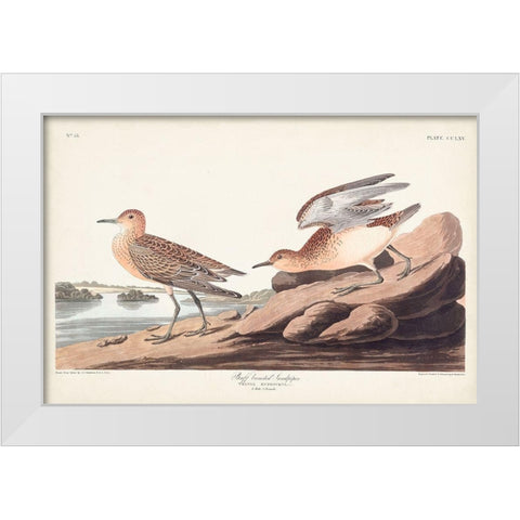 Pl. 265 Buff-breasted Sandpiper White Modern Wood Framed Art Print by Audubon, John James