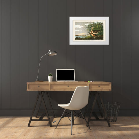 Pl. 231 Long-billed Curlew White Modern Wood Framed Art Print by Audubon, John James