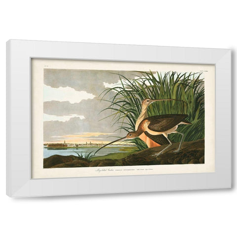 Pl. 231 Long-billed Curlew White Modern Wood Framed Art Print by Audubon, John James