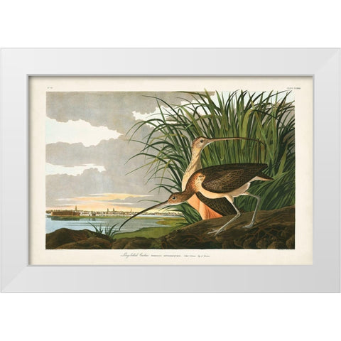 Pl. 231 Long-billed Curlew White Modern Wood Framed Art Print by Audubon, John James
