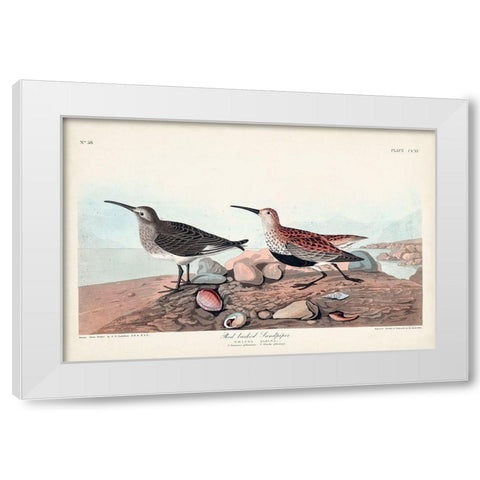 Pl. 290 Red-backed Sandpiper White Modern Wood Framed Art Print by Audubon, John James