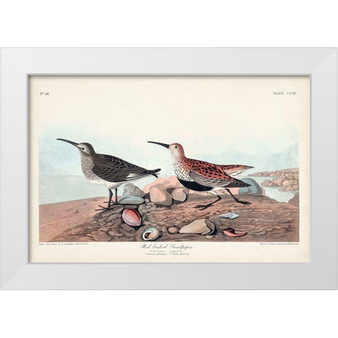 Pl. 290 Red-backed Sandpiper White Modern Wood Framed Art Print by Audubon, John James