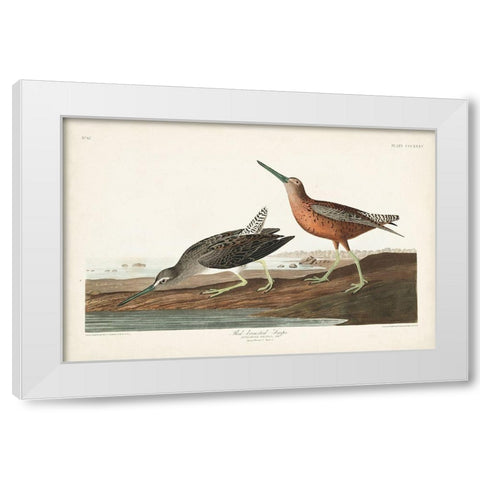 Pl. 335 Red-breasted Snipe White Modern Wood Framed Art Print by Audubon, John James
