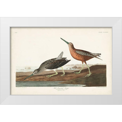 Pl. 335 Red-breasted Snipe White Modern Wood Framed Art Print by Audubon, John James