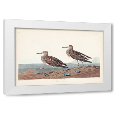 Pl. 294 Pectoral Sandpiper White Modern Wood Framed Art Print by Audubon, John James