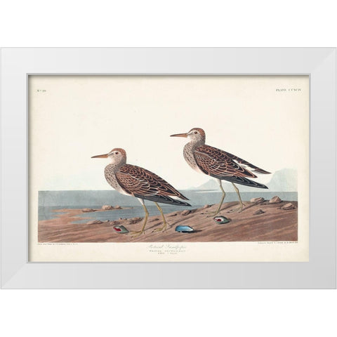 Pl. 294 Pectoral Sandpiper White Modern Wood Framed Art Print by Audubon, John James
