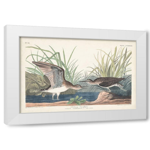 Pl. 289 Solitary Sandpiper White Modern Wood Framed Art Print by Audubon, John James