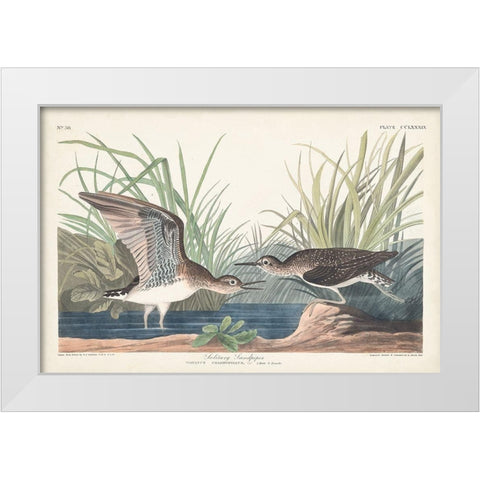 Pl. 289 Solitary Sandpiper White Modern Wood Framed Art Print by Audubon, John James