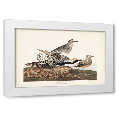 Pl. 334 Black-bellied Plover White Modern Wood Framed Art Print by Audubon, John James