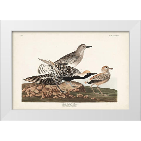 Pl. 334 Black-bellied Plover White Modern Wood Framed Art Print by Audubon, John James