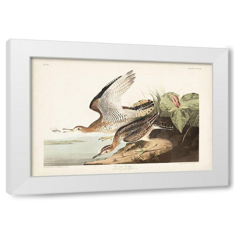 Pl. 303 Bartram Sandpiper White Modern Wood Framed Art Print by Audubon, John James